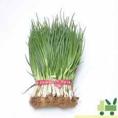 사라상회 흙쪽파 1kg, 1개