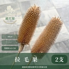 藏花閣 CAN LONGER 拉毛果 乾燥花材, 1個, 2