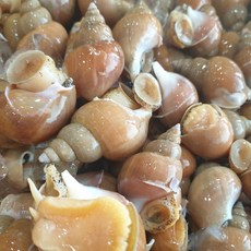 동해안 자연산 활 백골뱅이 1kg, 1개, 1kg 소(35-45미)