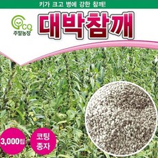 참깨종자 영웅참깨 3000립 코팅, 3000개
