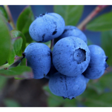 국산 다이어트 블루베리, 1개, 200g(100gx2팩)