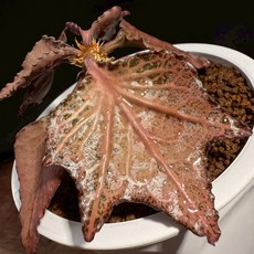彩葉麒麟 世界樹系列 317 塊根植物