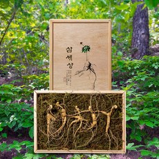 횡성 1등급 야생산삼 12~13년근 산양삼 장뇌삼 산삼 10뿌리 해발 600미터 고지에서 자란 산양삼 명절선물, 1개