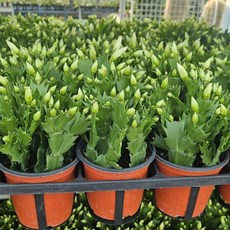 1+1 에이피팩토리 게발선인장 화이트 흰색 꽃 소품 다육이, 1개