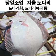 자연산 겨울 도다리 생물 냉동 반건조 도다리회 가자미 봄도다리 당일조업, 1박스, 생물 도다리 1kg