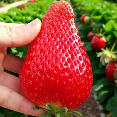 [천상의맛] 재구매율1위 킹스베리 딸기, 1박스, 왕특 400g