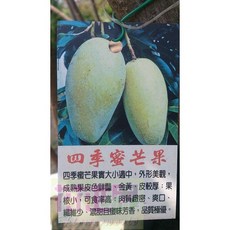 花花世界-四季蜜芒果果苗 美植袋高100-130cm 淡季也有芒果, 1個