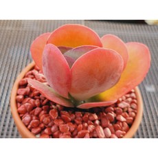 다육식물 꼬마당인 토분에 심은 다육이 분갈이 필요없는 다육화분 홈가드닝 화분째 배송합니다. 로뎀다육