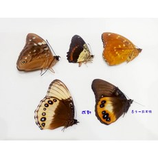 蟲新發現 蝴蝶標本A1 東南亞蛺蝶五隻一組 未展翅乾貨