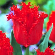 [나은식물원]38.[튤립 모종] 크리스탈 뷰티-10cm 2포트