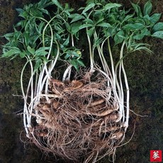 1+1 삼바이 산양산삼 5-6년근 10뿌리+10뿌리 (총20뿌리) 10뿌리씩 개별포장 산삼 산양삼 장뇌삼 명절선물 추석 설날.부모님 효도선물 기력회복, 2통, 10회분