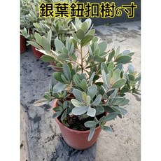 霏霏園藝 銀葉鈕扣樹 6寸盆栽 居家綠意點綴