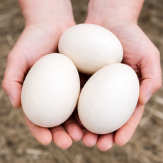 오리알 15구 자연방사 오리농장 유정란 특란 이상, 1개, 68g