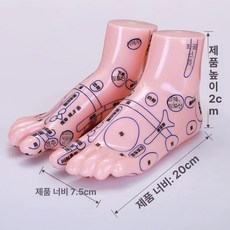 한의원 발 15cm 리플렉솔로지 모형 혈자리 실습 경혈위치 20cm 제품 마네킹 훈련, 2.20CM 고화질 발 모형