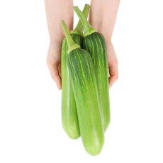 애호박 웰빙 인큐 국내산 가락시장 1봉 4개입