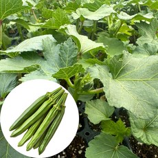 새마을총각 오크라모종 동남아채소, 2개