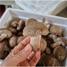 [국내산] 향긋 쫄깃쫄깃 산지직송 송고 고기버섯 솔송화 송이 송화버섯, 1개, 500g(일반형)