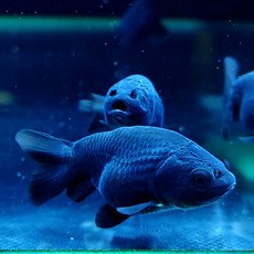 블랙난주 유어 3cm 내외, 1개