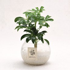 가꾸지오 수경식물 물방울글라스 16종 DIY SET, 물방울글라스-홍콩야자, 1개