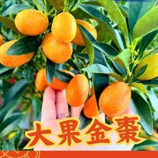 結果累累日本甜桔盆栽，過年送禮自種皆宜，高甜度金蛋蜜桔大果金棗, 1個, 大果金棗盆栽