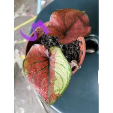 霏霏園藝 變葉油畫彩葉芋, 1個