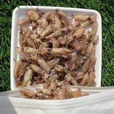 신건호멸치 직접잡은 햇 꼴뚜기(상급) / 반찬 건꼴뚜기 마른안주, 1개, 300g