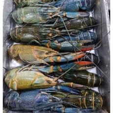 동아씨푸드 크레이피쉬 민물가재 마라롱샤 800g, 10-16미, 10-16미