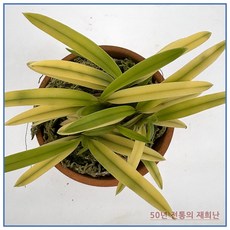 [재희난] 금루각 251015-06, 1개