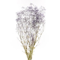 [데코몰] 프리저브드 플라워 슈퍼 소프트 안개, 퍼플 그린