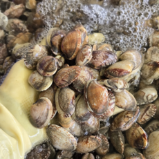 [당일조업] 왕바지락 국산 남해안 생물 바지락 바지락조개 칼국수용 해감바지락, 1개, 1kg