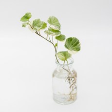 미미네아쿠아 원예식물 테라리움용 스푼아이비 1뿌리, 1개