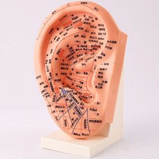 包郵!23cm耳穴位模型耳朵模型針灸模型耳模型耳朵針灸模型經絡模型人體模型 教学 模型 穴位 關節骨架 模具, 23厘米多穴位耳模 帶底座 送配穴圖