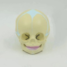 두개골 턱관절 교육 사람 해부도 모형 교구 실습, I. 11 아기 두개골 101014cm, 1개