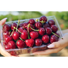 [아침담다] 항공직송 미국 칠레산 체리, 1박스, 대과 300g