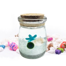 마리모키우기 세트 별푸딩 어항 마리모포함 diy 키트, 1개