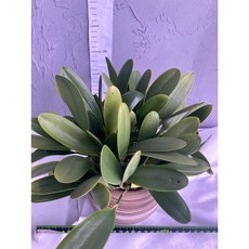 [루반정원] Plur. 라세미 플로라(향기좋아요), 1개