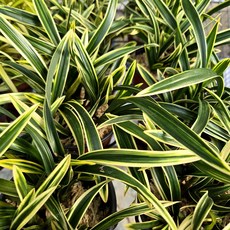 산반복륜 천황 전시회도출품가능 동양란 선물용 승진, 1개