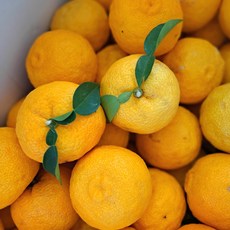 청담농수산 프리미엄 전남 고흥 생 유자, 1개, 5kg 소과혼합 (정품)