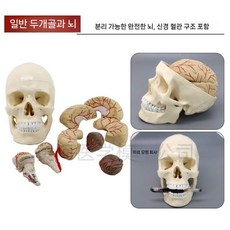 두개골 실물대 해부 턱관절 코드 머리뼈 봉합선 배색 숫자 분해가능 교육용, E. 자연대두골은 뇌에 붙습니다