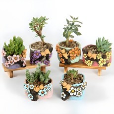 마켓플랜 생화 트리베어 다육이 미니 화분 6종, 혼합색상, 1개
