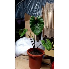 霏霏園藝 法老王面具 7吋盆栽 (特價優惠 獨特造型 居家裝飾), 1個