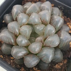 [앨리다육코리아] 유리알처럼 투명한 줄무늬 다육식물 하월시아 블랙자옵투샤