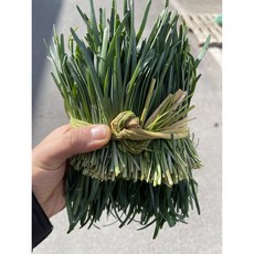 영호네농산물 초벌 부추(전구지), 1박스, 300g