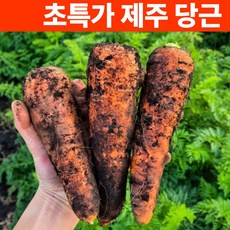 [역대급특가] 제주 당근 구좌 흙당근, 1박스, 2kg