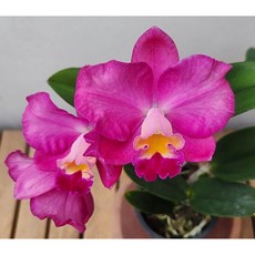 카틀레야 Cattleya Jupiter 쥬피터 향기좋은 희귀난 서양란 고급 난초 개화주, 1개