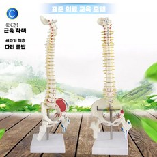 척추 모형 의료 연습 경추 요추 교구 실습용 요추, 45CM 컬러수직척추+하프레그