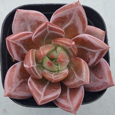 [앨리다육코리아] 빛이 잔잔히 퍼지며 부드럽게 피어나는 고급스러움 핑크샴페인 화분크기 6cm