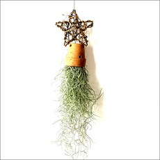 들꽃향기 공중식물 에어플랜트 틸란드시아 인테리어 공기정화 화분식물, 토기분 별리스수염, 1개