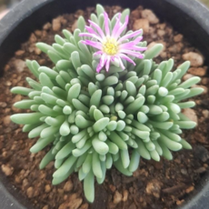 아기자기 예쁜다육 38종, 8번)- 별의눈물, 1개