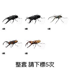 BANDAI 生物大圖鑑 鍬形蟲篇08 轉蛋 模型 - 全5款現貨, 1個, 整套1J080(金額700，下X5)